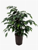 Ficus danielle toef 65 cm  burobloemen