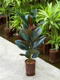 Foto van Ficus elastica abidjan 1pp 60 cm via burobloemen