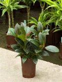 Ficus elastica melany 35 cm  burobloemen