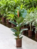 Foto van Ficus elastica robusta 1pp 115 cm via burobloemen