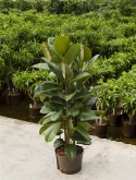 Foto van Ficus elastica robusta ³pp 110 cm via burobloemen