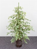 Ficus de gantel toef 95 cm  burobloemen