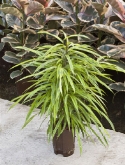 Foto van Ficus green gold toef 75 cm via burobloemen