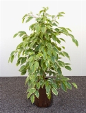 Foto van Ficus golden king toef 80 cm via burobloemen