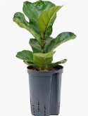 Foto van Ficus lyrata bambino 1pp 45 cm via burobloemen