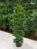 Foto van Ficus lyrata bambino ³pp 180 cm via burobloemen