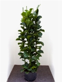 Foto van Ficus lyrata bambino 4pp 175 cm via burobloemen