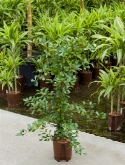 Foto van Ficus lingua 1pp 120 cm via burobloemen