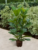 Foto van Ficus lyrata 2pp (120-150) 160 cm via burobloemen