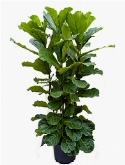 Foto van Ficus lyrata 4pp 160 cm via burobloemen