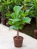 Foto van Ficus lyrata stam 80 cm via burobloemen