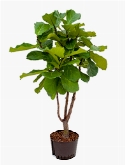 Ficus lyrata stam vertakt 130 cm  burobloemen