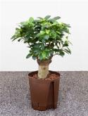 Ficus microcarpa compacta stam 60 cm  burobloemen
