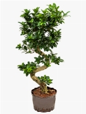 Ficus microcarpa compacta s-type bonsai (80) 110 cm  burobloemen