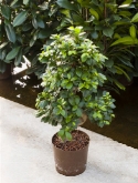 Ficus microcarpa compacta s-type bonsai (50) 70 cm  burobloemen