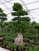 Foto van Ficus microcarpa compacta bonsai vertakt 380 cm via burobloemen