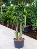 Ficus microcarpa compacta vertakt 200 cm  burobloemen