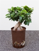 Ficus micr. ginseng 1000 gram bonsai 40 cm  burobloemen