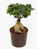 Ficus micr. ginseng 2000 gram bonsai 60 cm  burobloemen