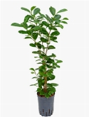 Ficus moclame 1pp 75 cm  burobloemen