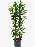Foto van Ficus moclame 2pp 130 cm via burobloemen