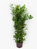 Foto van Ficus moclame ³pp 140 cm via burobloemen