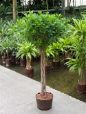 Foto van Ficus moclame stam gevl. 130 cm via burobloemen