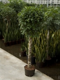 Foto van Ficus nitida stam (160-170) 160 cm via burobloemen