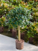 Ficus panda stam 80 cm  burobloemen