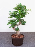 Ficus panda s-type bonsai 90 cm  burobloemen