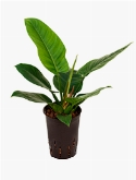 Foto van Philodendron imperial green 45 cm via burobloemen