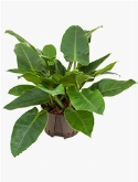 Foto van Philodendron imperial green 55 cm via burobloemen