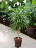 Foto van Pleomele anita stam vertakt 70 cm via burobloemen
