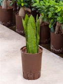 Sansevieria javanica toef 50 cm  burobloemen
