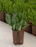 Foto van Sansevieria zeylanica compacta toef 55 cm via burobloemen