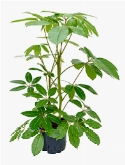 Schefflera amate 2pp (80-100) 80 cm  burobloemen