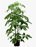 Schefflera amate 2pp (150-170) 165 cm  burobloemen