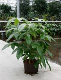Schefflera amate ³pp (80-100) 80 cm  burobloemen