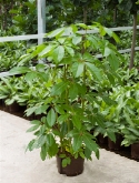 Schefflera amate ³pp (120-140) 130 cm  burobloemen