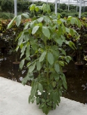 Schefflera amate ³pp (180-200) 200 cm  burobloemen
