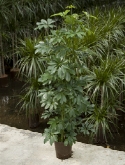 Schefflera arboricola ³pp 110 cm  burobloemen