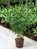 Foto van Schefflera arboricola bush 50 cm via burobloemen