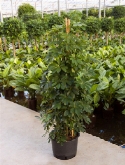 Schefflera arboricola pyramide 150 cm  burobloemen