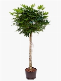 Foto van Schefflera arboricola stam 165 cm via burobloemen