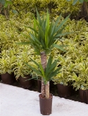 Yucca 60-³0 110 cm  burobloemen