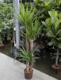 Yucca 90-60-³0 130 cm  burobloemen