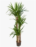 Yucca 120-90-45 170 cm  burobloemen