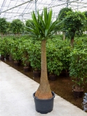 Yucca stam 210 cm  burobloemen
