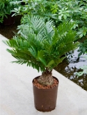 Zamia floridiana (60-80) 65 cm  burobloemen
