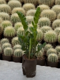 Foto van Zamioculcas zamiifolia 45 cm via burobloemen